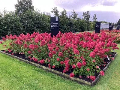 Hortensja bukietowa 'Living Pink &amp; Rose'® Hydrangea paniculata