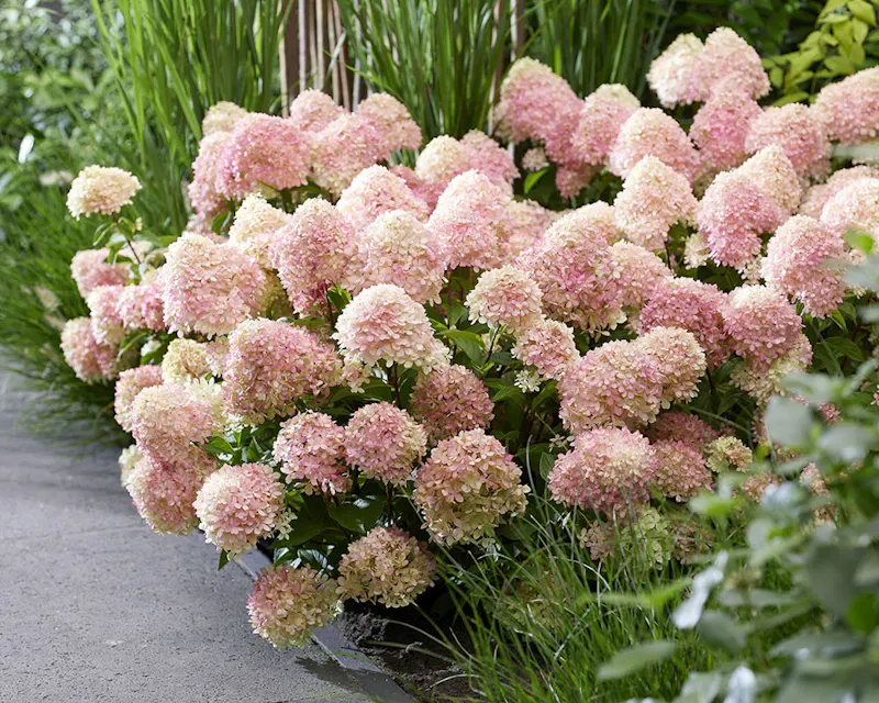 Hortensja bukietowa 'Living Little Love'® Hydrangea paniculata