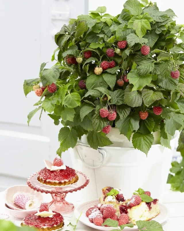 Malina bezkolcowa BonBonBerry® 'Yummy' Rubus ideaus