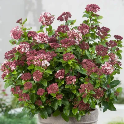 Kalina wawrzynowata 'Lisa Rose' Viburnum tinus