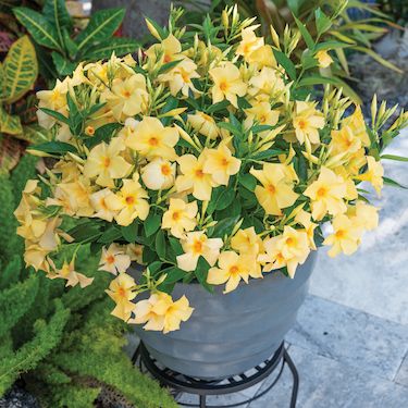 Sundaville® Dipladenia żółte 'Gold' Mandevilla