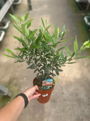 Oliwka europejska Olea europea