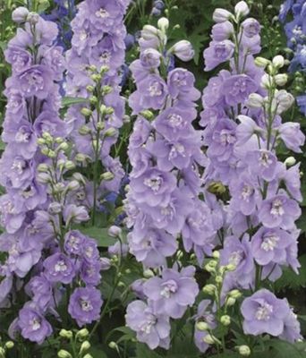 Ostróżka lawendowa 'Magic Fountains Lavender' Delphinium