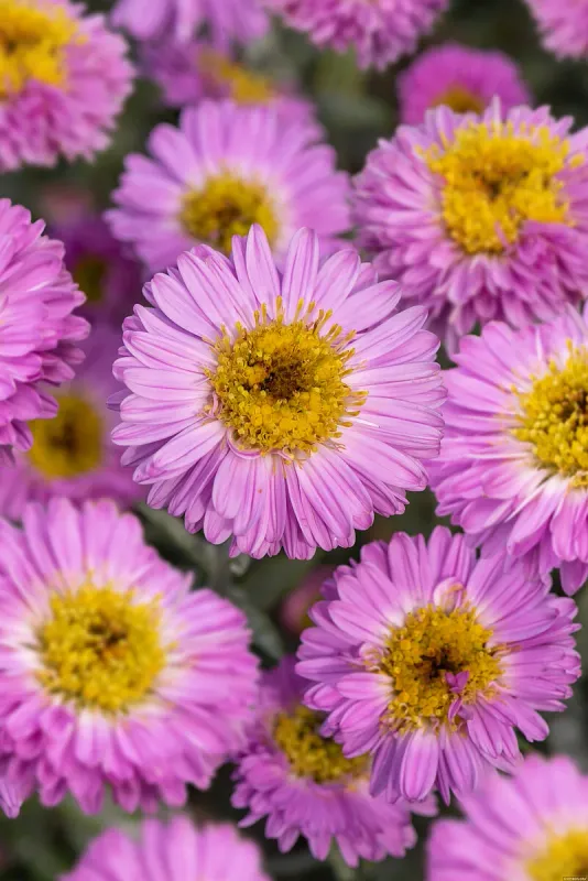Aster nowobelgijski 'Sarah Ballard' Aster novi-belgii