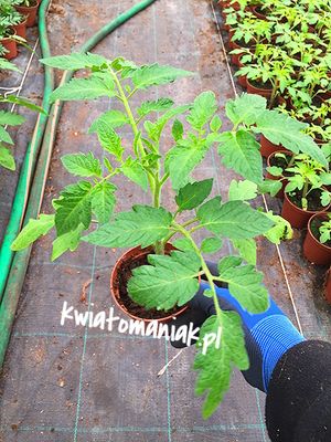 Pomidor malinowy 'Bawole Serce'