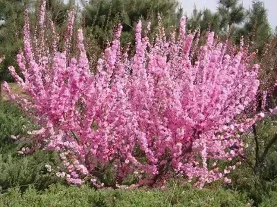 Migdałek trójklapowy 'Rosenmund' Prunus triloba