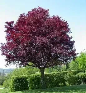 Śliwa wiśniowa 'Purpurea' Prunus cerasifera