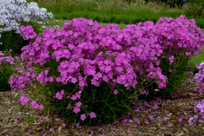 Floks wiechowaty 'Opening Act Ultrapink' Phlox paniculata
