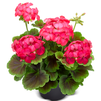 Pelargonia stojąca o ozdobnych liściach 'Exotica' Pelargonium zonale