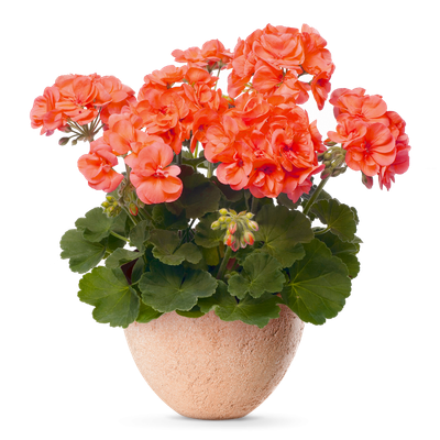 Pelargonia stojąca Salmon Elite Plant Collection™ Pelargonium interspecific
