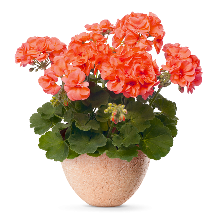 Pelargonia stojąca Salmon Elite Plant Collection™ Pelargonium interspecific
