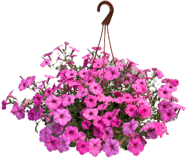 Supertunia 'Vista Bubblegum' w koszu ample Petunia hybrida