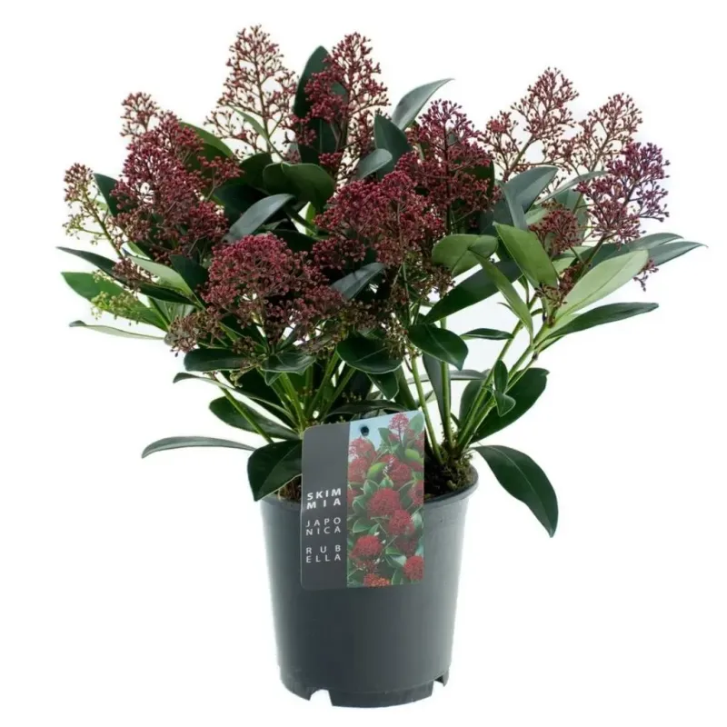 Skimia japońska czerwona 'Rubella' Skimmia