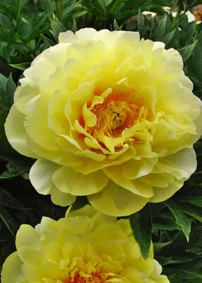 Piwonia drzewiasta 'ITOH Bartzella' Paeonia hybrida