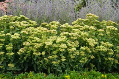 Rozchodnik 'Rock N Grow® Lemonjade' Sedum telephium