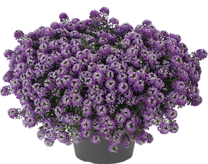 Smagliczka zwisająca lawendowa Lobularia