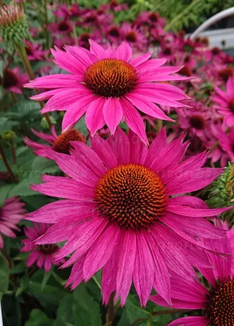 Jeżówka 'Js Roho' Echinacea