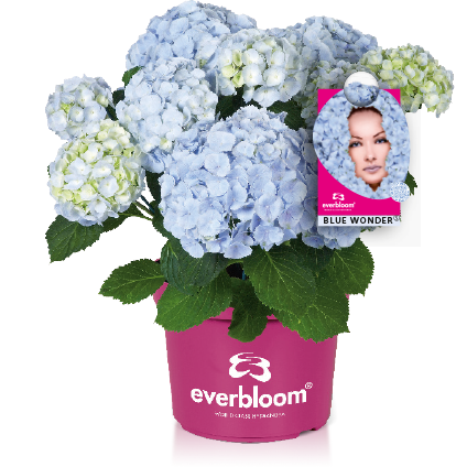 Hortensja ogrodowa Everbloom® 'Blue Wonder' Hydrangea macrophylla