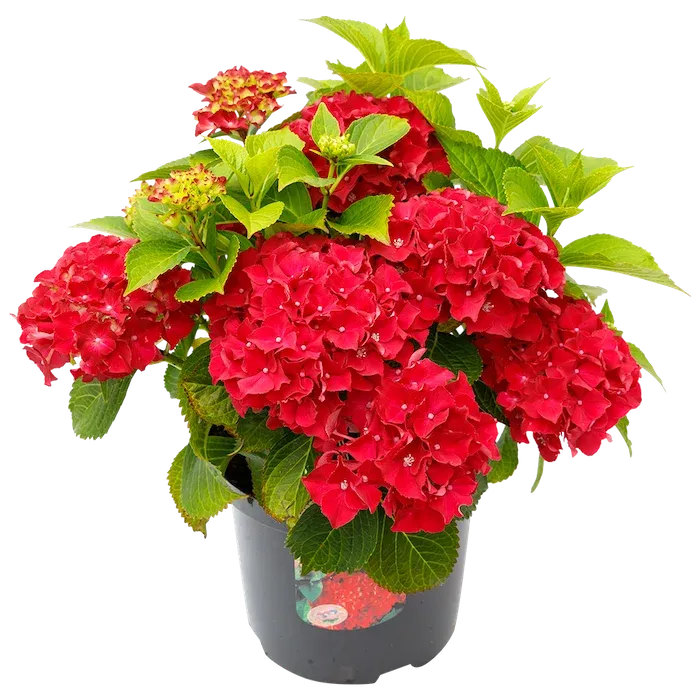 Hortensja ogrodowa czerwona Hydrangea macrophylla