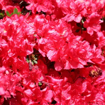 Azalia japońska 'Evita' Azalea japonica