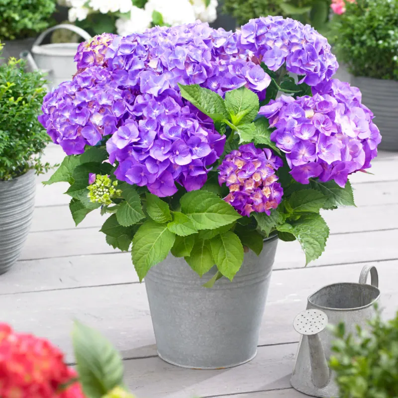 Hortensja ogrodowa 'Little Collection® Little XS Purple' Hydrangea macrophylla