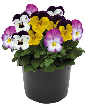 Bratek Bramy Niebios