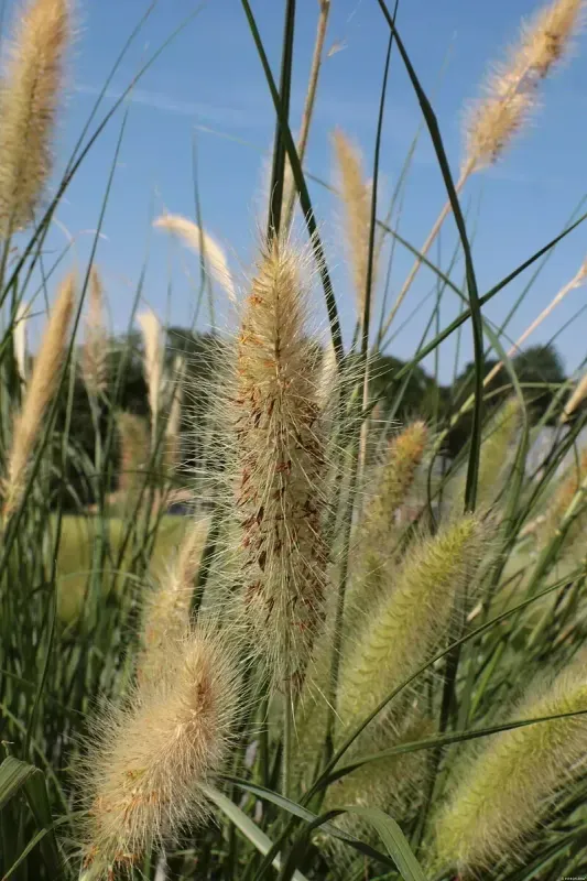 Rozplenica japońska 'Lady U' Pennisetum alopecuroides