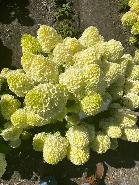 Hortensja bukietowa 'GardenLights Lemonlight'® Hydrangea paniculata