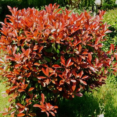 Głogownik 'Little Red Robin' Photinia fraseri