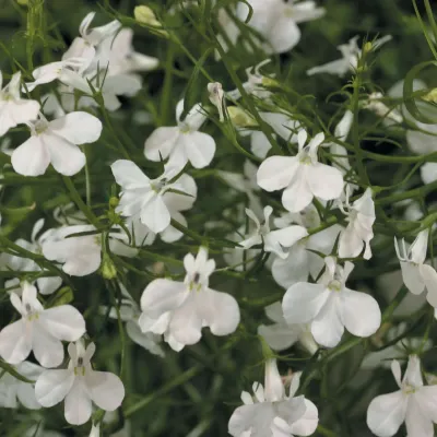 Lobelia zwisająca biała 'Lobelix White'