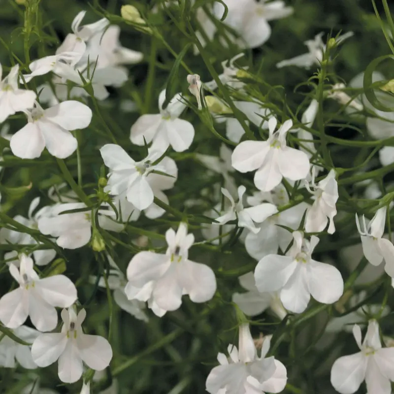 Lobelia zwisająca biała 'Lobelix White'