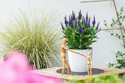 Przetacznik 'Lancita Blue' Veronica spicata