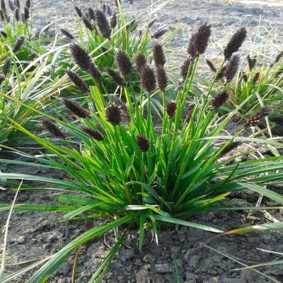 Sesleria heuflera Sesleria heufleriana