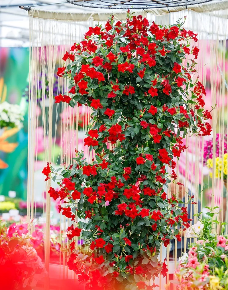 Dipladenia 'Sundaville® Bordeaux Red' Czerwone Mandevilla