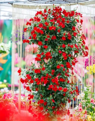 Dipladenia 'Sundaville® Bordeaux Red' Czerwone Mandevilla