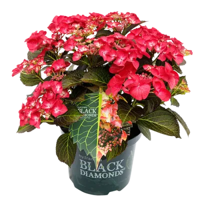 Hortensja ogrodowa Black Diamonds® 'Red Angel' Hydrangea macrophylla
