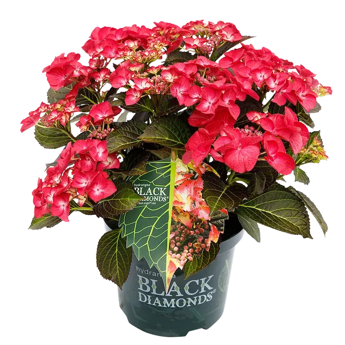Hortensja ogrodowa Black Diamonds® 'Red Angel' Hydrangea macrophylla