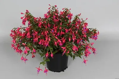 Fuksja 'Tom Thumb' Fuchsia hybrida