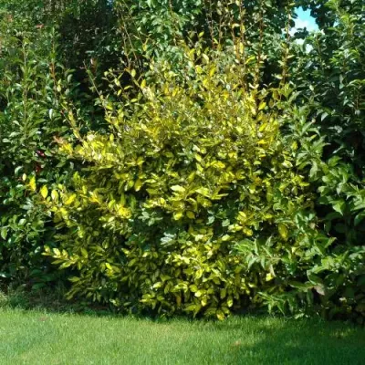 Oliwnik ebbinga 'Limelight' Elaeagnus