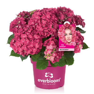 Hortensja ogrodowa Everbloom® 'Red Wonder' Hydrangea macrophylla