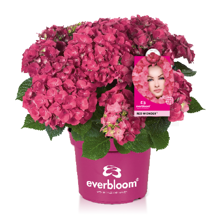 Hortensja ogrodowa Everbloom® 'Red Wonder' Hydrangea macrophylla
