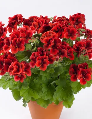 Pelargonia królewska angielska 'Clarion® Bright Red' Pelargonium grandiflorum