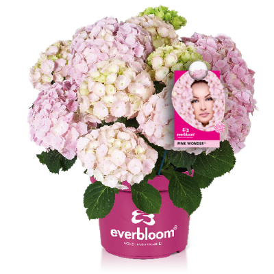 Hortensja ogrodowa Everbloom® 'Pink Wonder' Hydrangea macrophylla