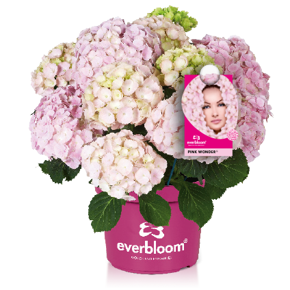 Hortensja ogrodowa Everbloom® 'Pink Wonder' Hydrangea macrophylla