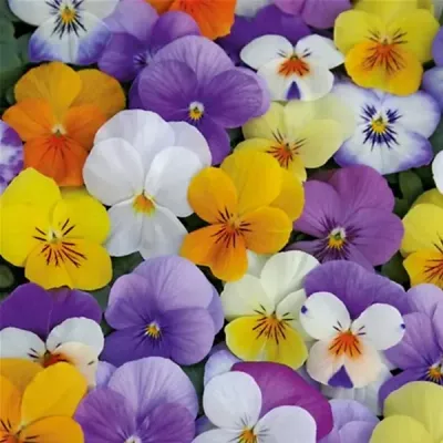 Bratek drobne MINI Pastelowe kolory mix kolorów