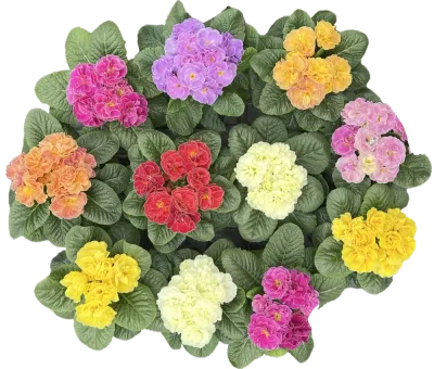 Pierwiosnek o podwójnych kwiatkach mix kolorów Primula acaulis