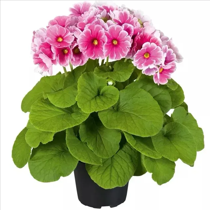 Pierwiosnek 'Touch me wine red' Primula