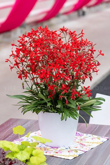 Lepnica wirgińska ognista 'Burning Heart' Silene virginiaca