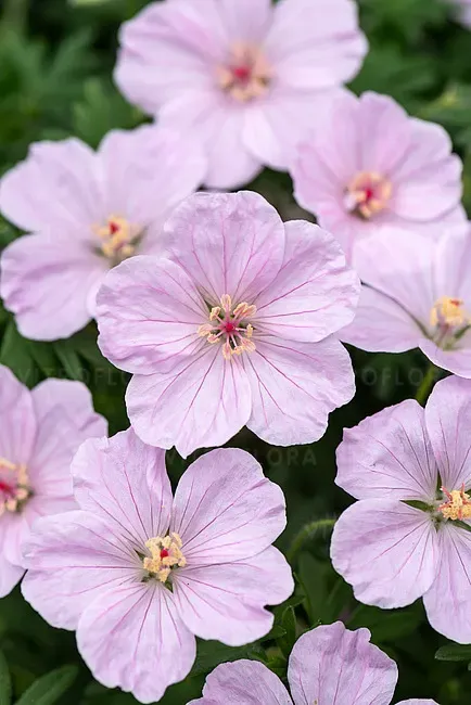 Bodziszek 'Frivolius Pink' Geranium sanguineum