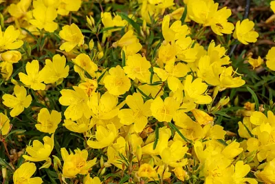 Wiesiołek 'African Sun' Oenothera hybrida
